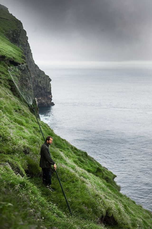 A man waiting for a puffin to get close enough for him to catch it in his net
