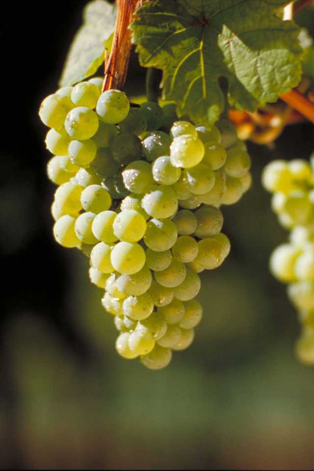 German wines and wine regions | riesling grapes on the vine