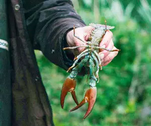 Crayfish Bob
