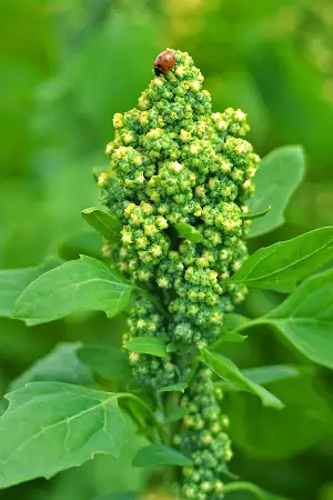 Quinoa