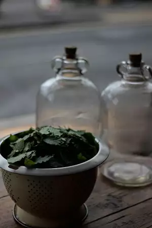 Poco makes gin infused with beech leaves