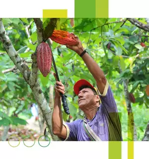 Rainforest Alliance UK