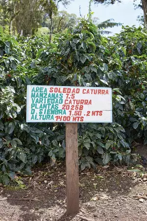 London's coffee history