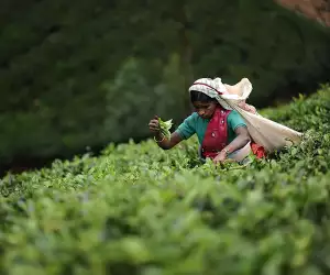 Decoding the vocabulary around speciality tea