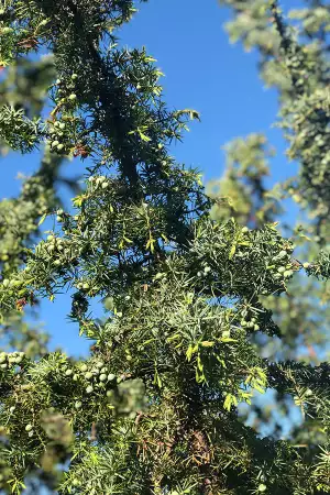 Juniper fields