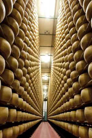 Wheels of Parmigano Reggiano maturing