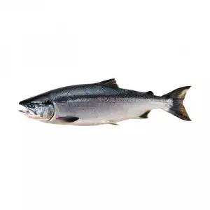 Sockeye salmon