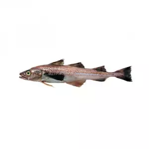 Alaska pollock