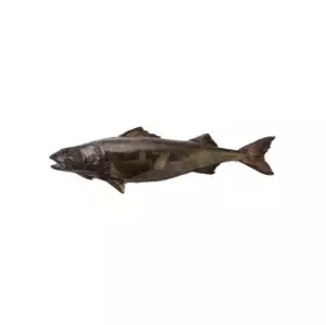 Black cod