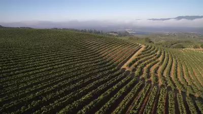 Monte Rosso vineyard