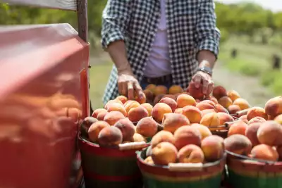 Texas Hill Country peaches Texas Hill Country peaches