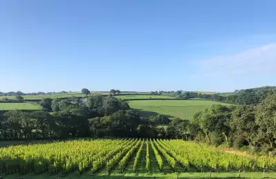 Velfrey Vineyard in Pembrokeshire Velfrey Vineyard in Pembrokeshire