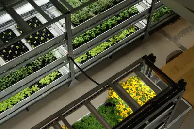 Herbs and lettuce grown by Square Mile Farms