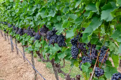 Nakhon Ratchasima-GranMonte Vineyard and Winery