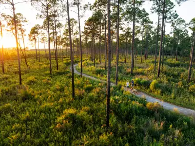 Dog walkers amble the pine forest and trails in the Florida Panhandle