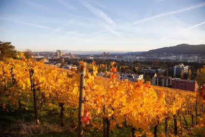 Rebberg Waid is a tiny, south-facing vineyard on the Waid hillside above H&ouml;ngg