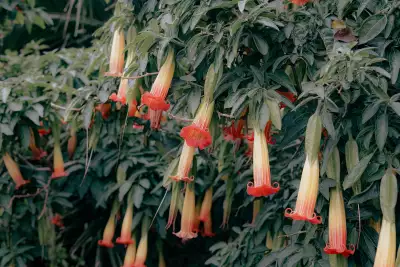Red angel's trumpet at Ventnor Botanic Garden
