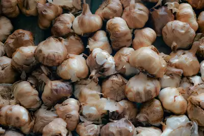 Garlic grown by Barnaby Edwards at The Garlic Farm