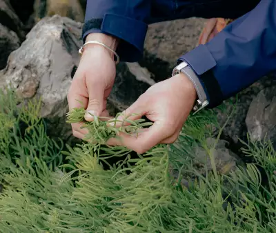 Rock samphire foraged by Baker