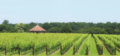 Octagon Block vineyard at Danbury Ridge