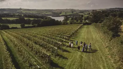 Vineyards at Sandridge Barton