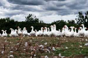 Geese on Kensa Farm in Cornwall