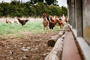 Birds on Kensa Farm, Cornwall