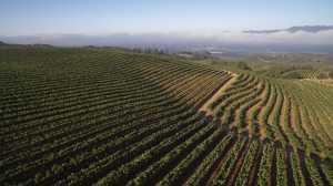 Monte Rosso vineyard