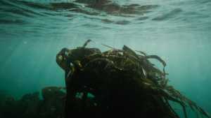 Seaweed at Car y Mor