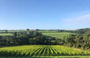 Velfrey Vineyard in Pembrokeshire
