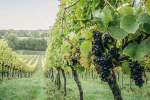 Sandridge Barton Vineyard