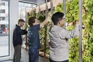 Three men harvest a wall of lettuce