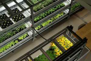 Herbs and lettuce grown by Square Mile Farms