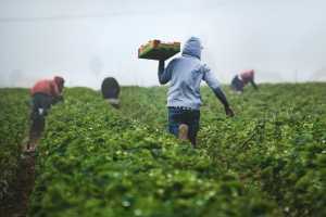 Working a field