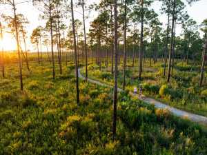 Dog walkers amble the pine forest and trails in the Florida Panhandle