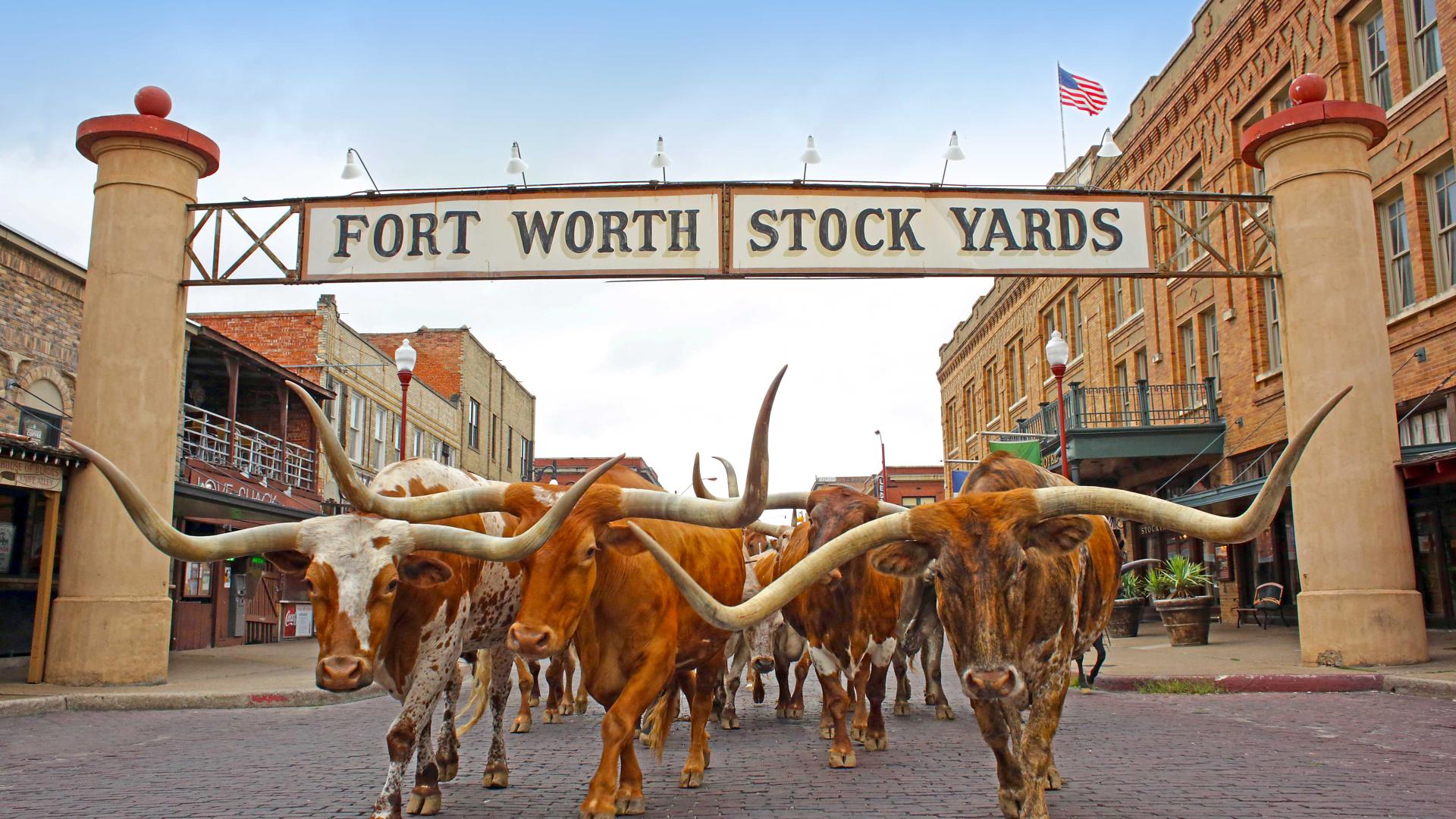 The Fort Worth Cattle Drive The Fort Worth Cattle Drive
