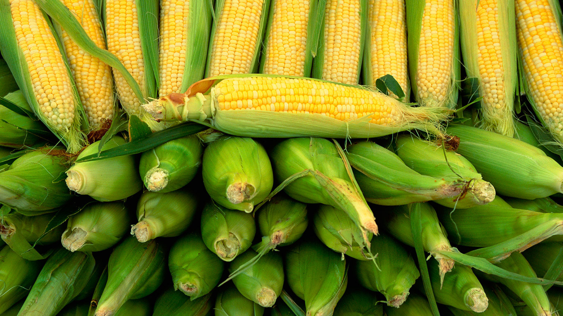 Tom Hunt tells us how to eat corn Tom Hunt tells us how to eat corn