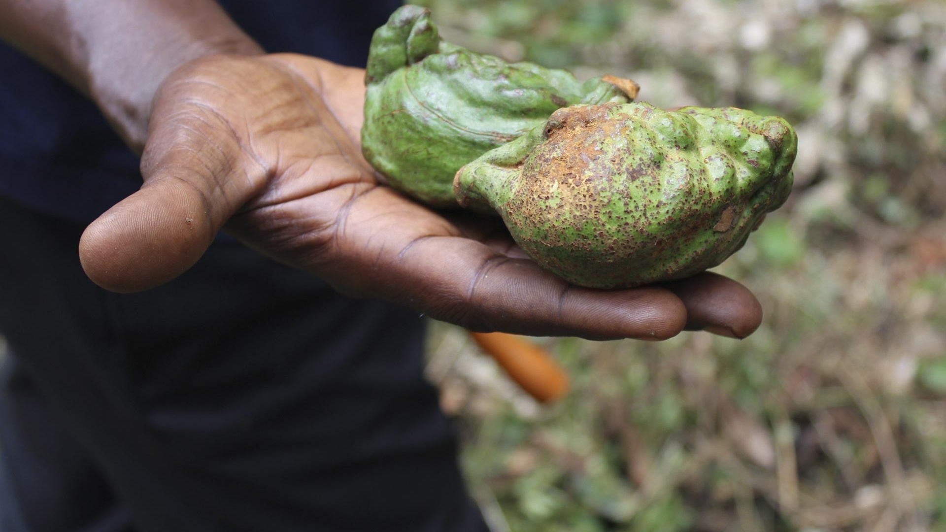 A kola nut from Sierra Leone A kola nut from Sierra Leone