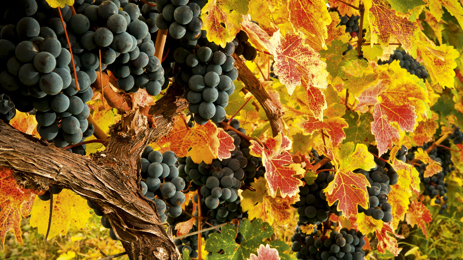 Bunches of Georgian grapes. Photograph by EcoFilms Georgia/Shutterstock Bunches of Georgian grapes. Photograph by EcoFilms Georgia/Shutterstock