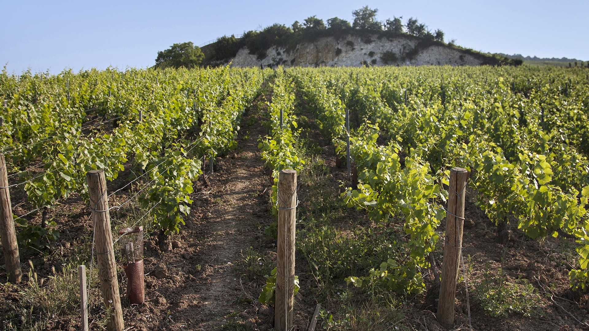 One of the vineyards owned by Bollinger One of the vineyards owned by Bollinger