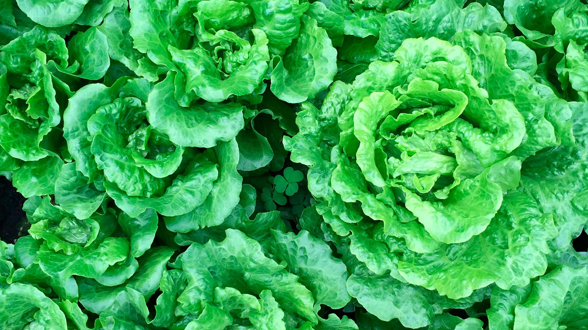 What to plant in May The Urban Gardener Foodism