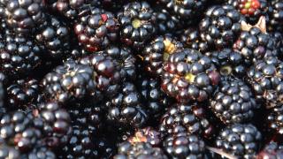 Blackberries at the Eden Project