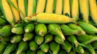 Tom Hunt tells us how to eat corn