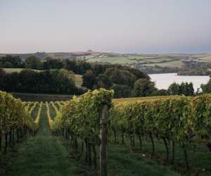 Sandridge Barton vineyard