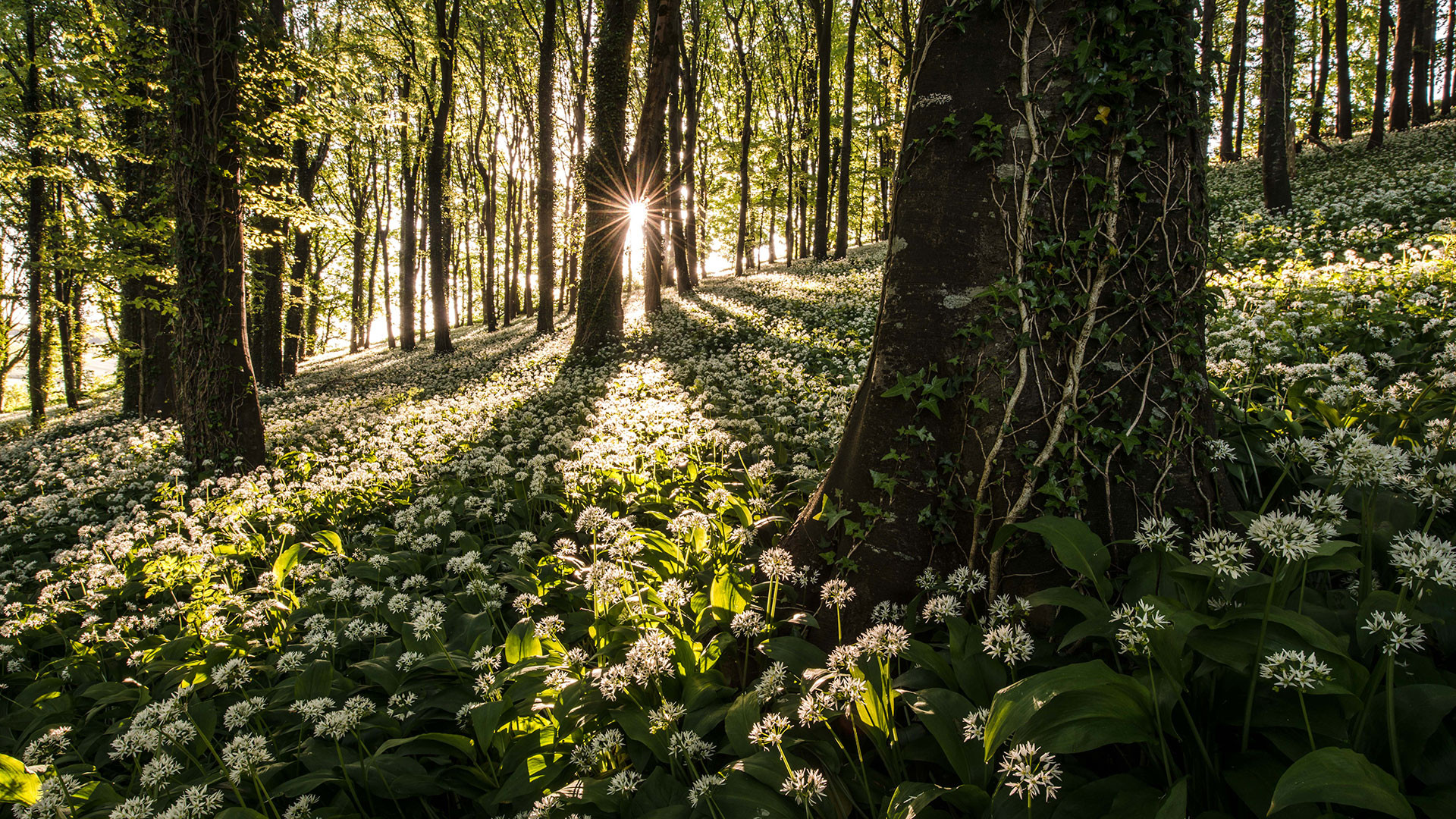 Pink Lady Food Photographer of the Year Food in the Field, Robin Goodlad, The Carpet of Wild Garlic Pink Lady Food Photographer of the Year Food in the Field, Robin Goodlad, The Carpet of Wild Garlic