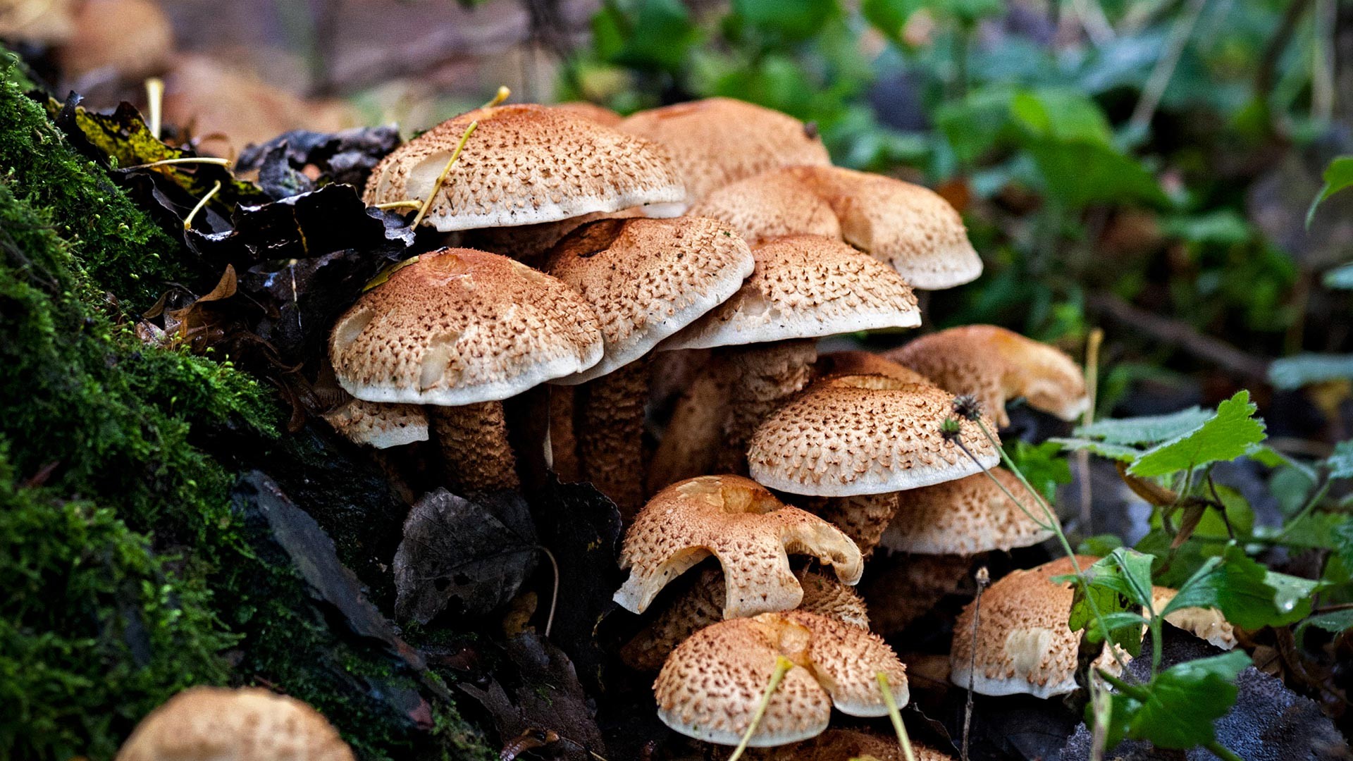 Грибы весеннего леса. Wild Mushrooms. Toyama Mushrooms. Wild Mushrooms pictures. A-Wild-Mushroom-appears.