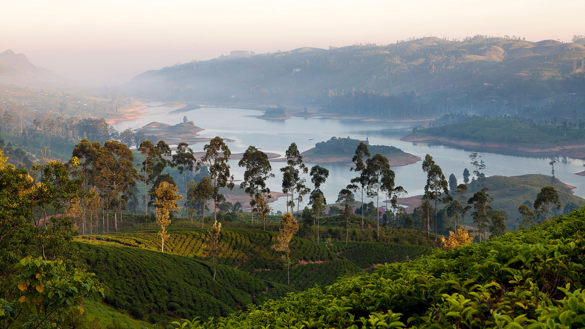 Tea in Sri Lanka a taste of the country's ceylon tea industry Foodism