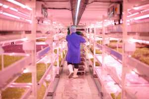 Vertical farming at Growing Underground