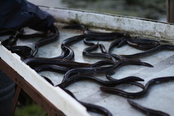 Sorting eel by size on a metal table