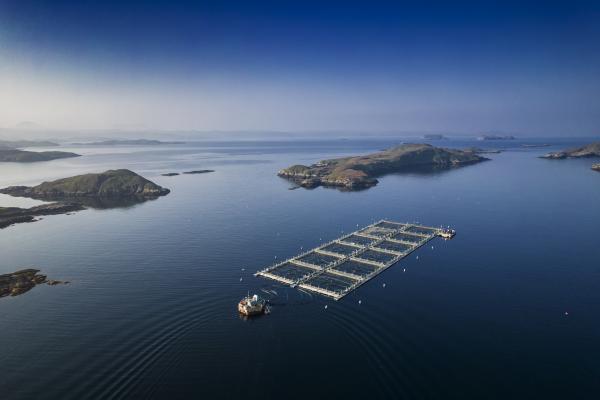 Salmon pens